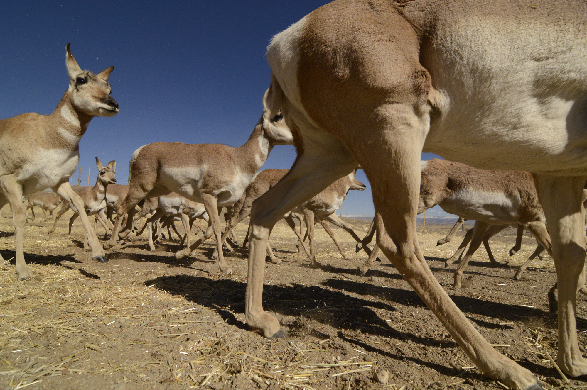 Pronghorn on overpass