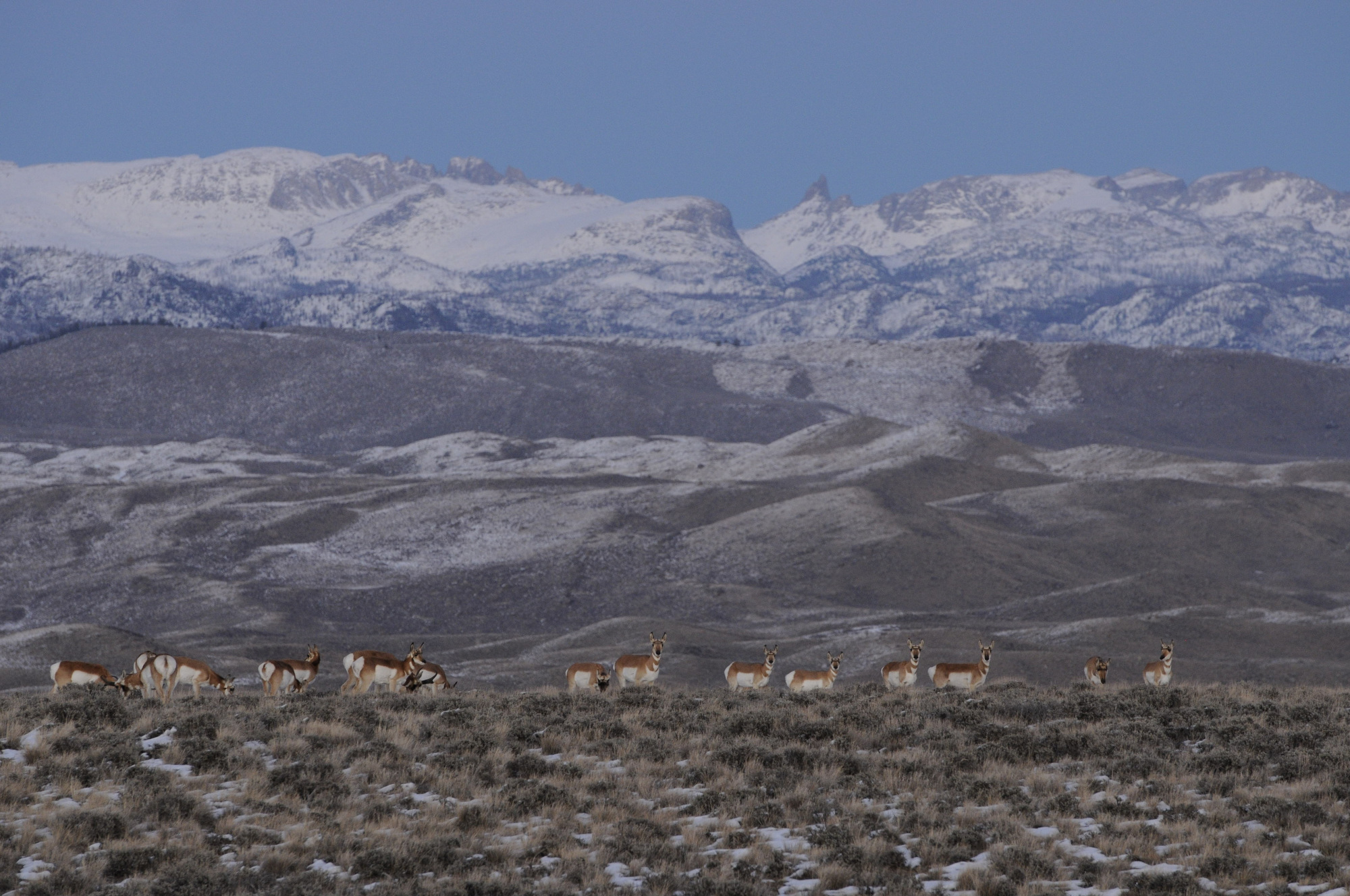 Pronghorn in winter range