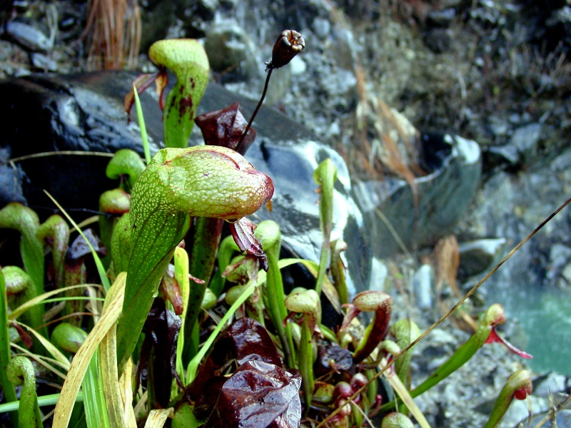 Darlingtonia Californica