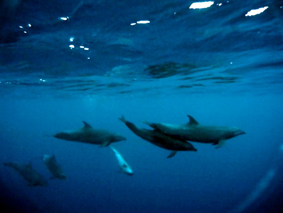 Liz_19_dolphin