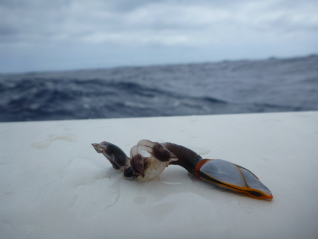 We-pulled-about-500-of-these-from-the-hull-of-the-boat