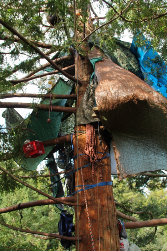 3_tree_house