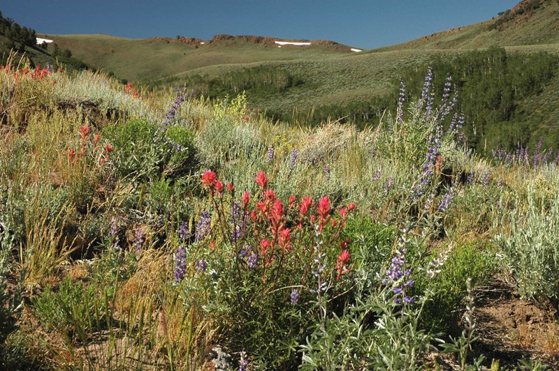 Arc Dome wilderness