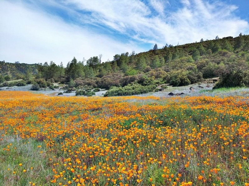 Berryessa-wildflowers-Andrew-Fulks