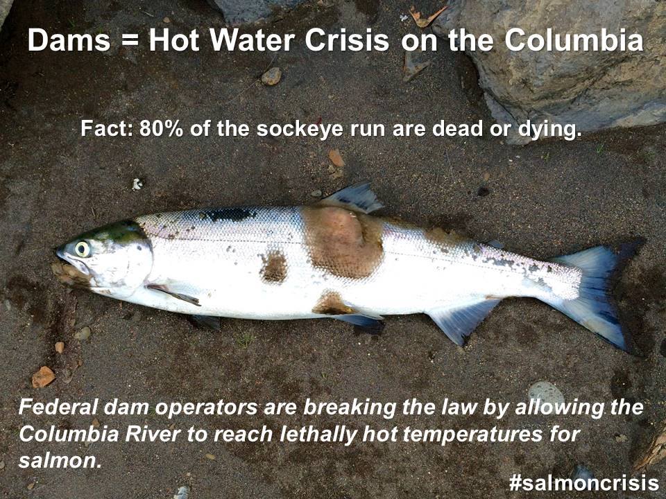 SalmonCrisis