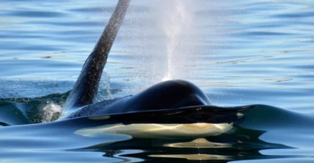 Photo: Monika Wieland/Orca Watcher Photography