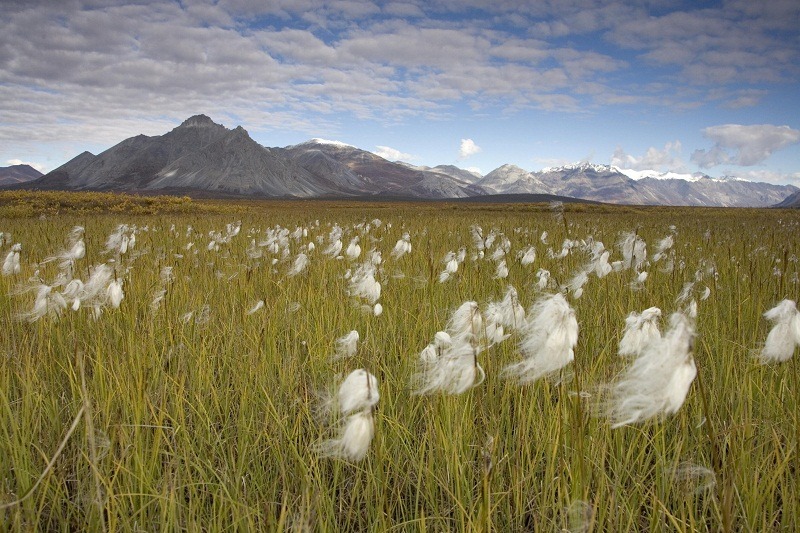 US Fish and Wildlife Service Arctic National Wildlife Refuge_2