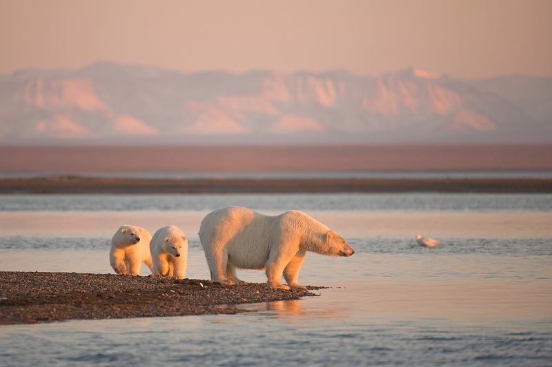 Steven Kazlowski LeftEyePro dot com Arctic Refuge Coastal Plain_2