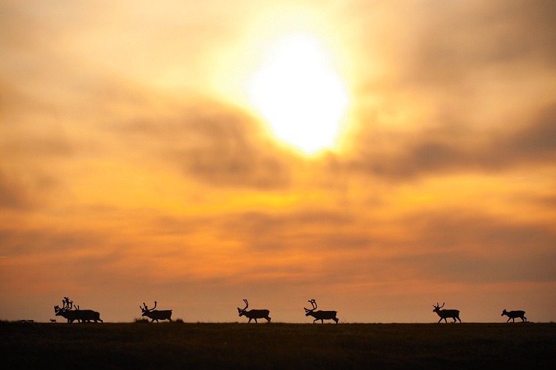 Florian Schulz www dot VisionOfTheWild dot com Arctic National Wildlife_2