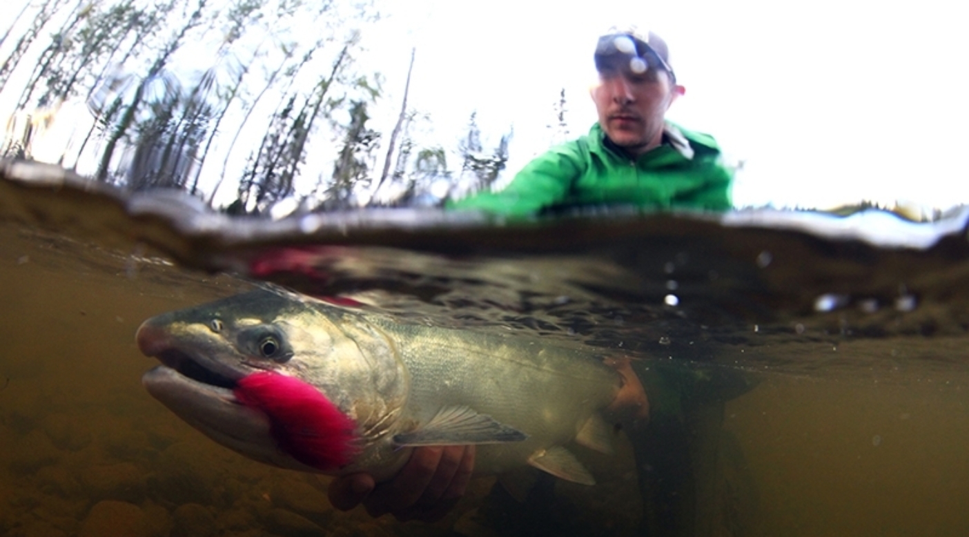 Sam Weis displays the beauty of the Chuitna’s silver salmon. Photo: Dave McCoy