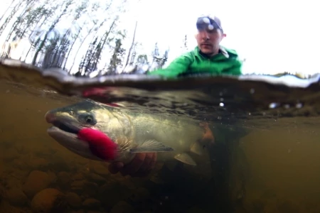 Chuitna: More Than Just Salmon on the Line Film