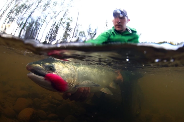 Chuitna: More Than Just Salmon on the Line Film