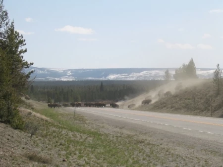 Where Wild Buffalo Battle to Roam