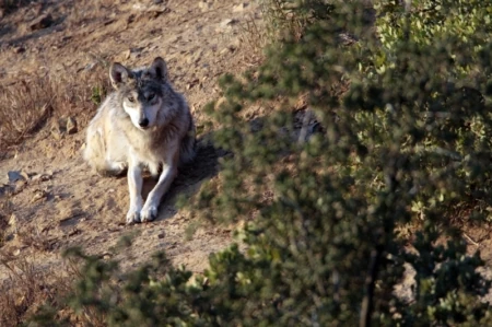 Freedom to Roam: A Rancher and an Environmentalist Search for Common Ground on Wolves (Part 1)