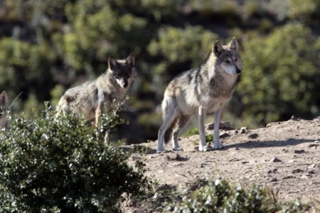 Freedom to Roam: A Rancher and an Environmentalist Search for Common Ground on Wolves (Part 2)