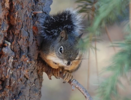 Backyard Corridors: Which Wild Animals Did You See in Your Area This Week?