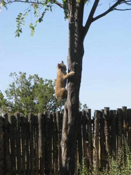 Backyard Corridors: What Is the Largest Wild Land Animal Living in Your Area?