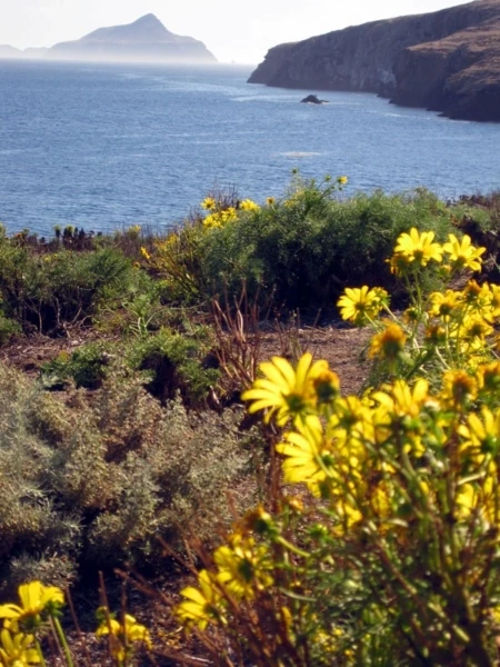 Seabirds Regain a Perch on Channel Islands