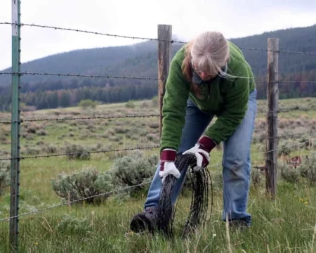 Backyard Corridors: What Has Been Done in Your Area to Enable Wild Animals to Move Around?