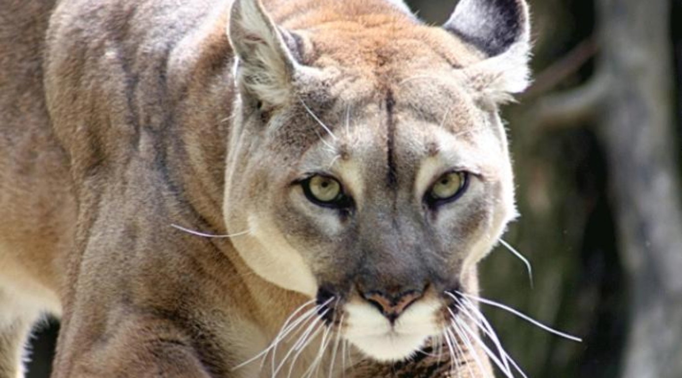 Backyard Corridors What Animals Do You No Longer See In Your Area