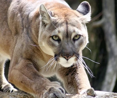 Backyard Corridors: What Animals Do You No Longer See in Your Area?