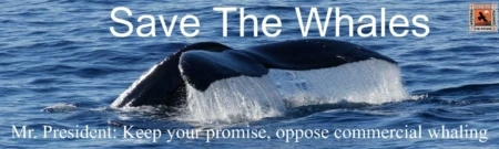 Protect the Moratorium on Commercial Whaling