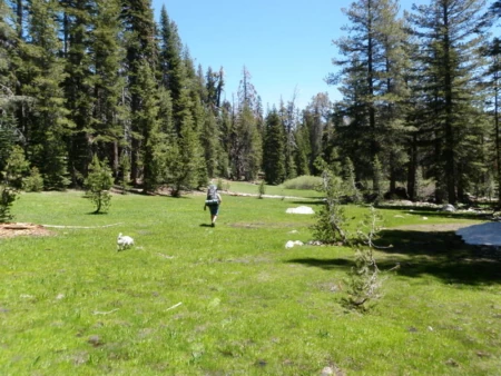 Being Victimized by Marmots in Yosemite