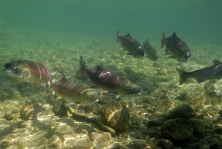 Save Our wild Salmon