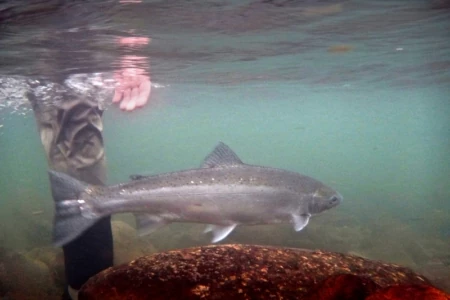 One in Winter &#8211; Fly Fishing for Winter-Run Steelhead