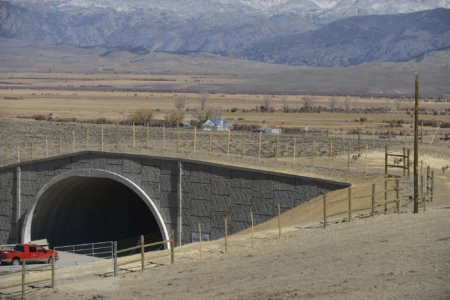 Bridges for Wildlife