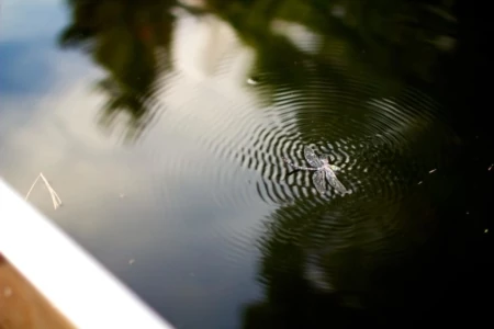 A Watershed Moment for the Boundary Waters Canoe Area Wilderness