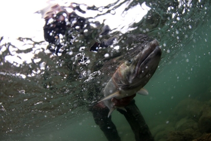How Puget Sound Wild Steelhead Gene Banks Give Salmon a Fighting Chance