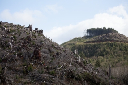 Clear-Cutting and Herbicides at Rockaway Beach