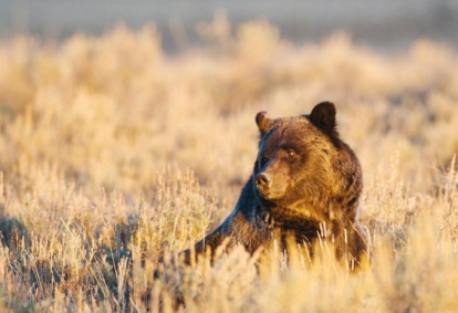 Two Big Threats to Yellowstone – Take action now