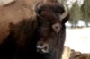 Yellowstone Buffalo Headed to the Slaughterhouse