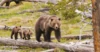 An Open Letter to President Obama on America&#8217;s Bears and How You Can Help