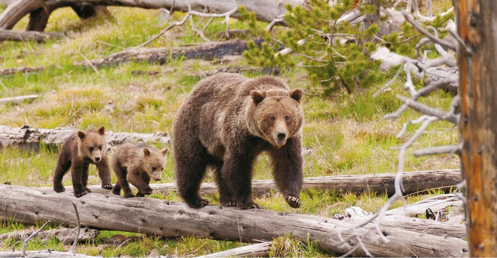 An Open Letter to President Obama on America's Bears and How You Can