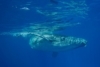 Thoughts from an Encounter with a Baby Humpback