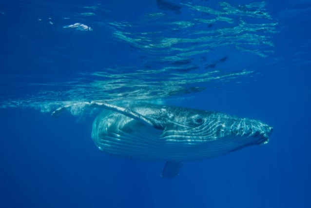As close as it gets. Photo: Jeff Foott