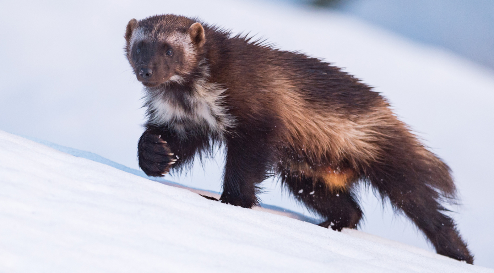 Following Wolverines in Glacier National Park The Cleanest Line