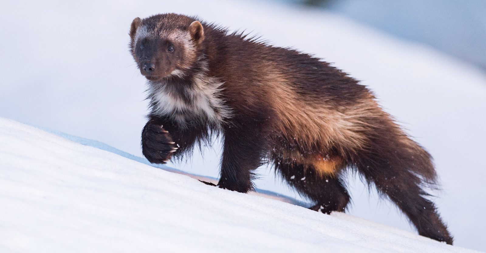 Following Wolverines in Glacier National Park - Patagonia
