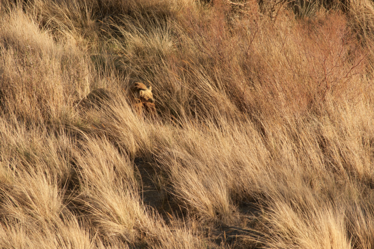 Tracking Gobi Grizzlies