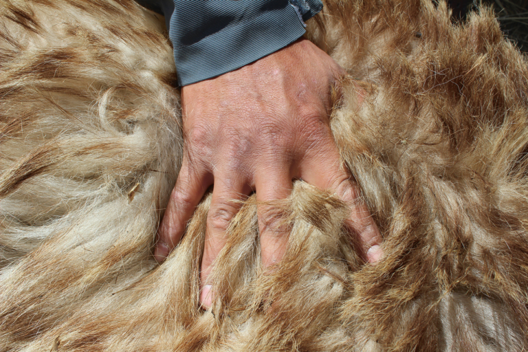 Tracking Gobi Grizzlies