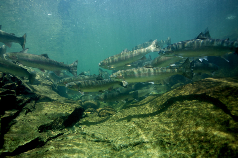Doubling Down on the Broken Promise of Fish Hatcheries