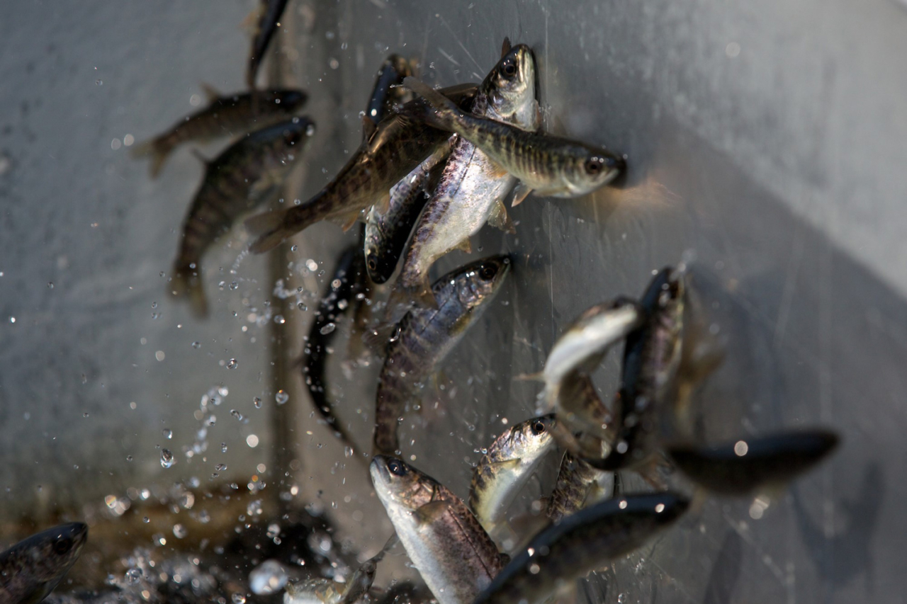 Doubling Down on the Broken Promise of Fish Hatcheries The Cleanest Line