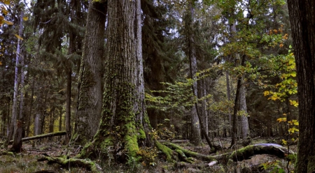 Poland’s Bialowieza Forest is one of the last old-growth forests in Europe. Photo: Janusz Korbel