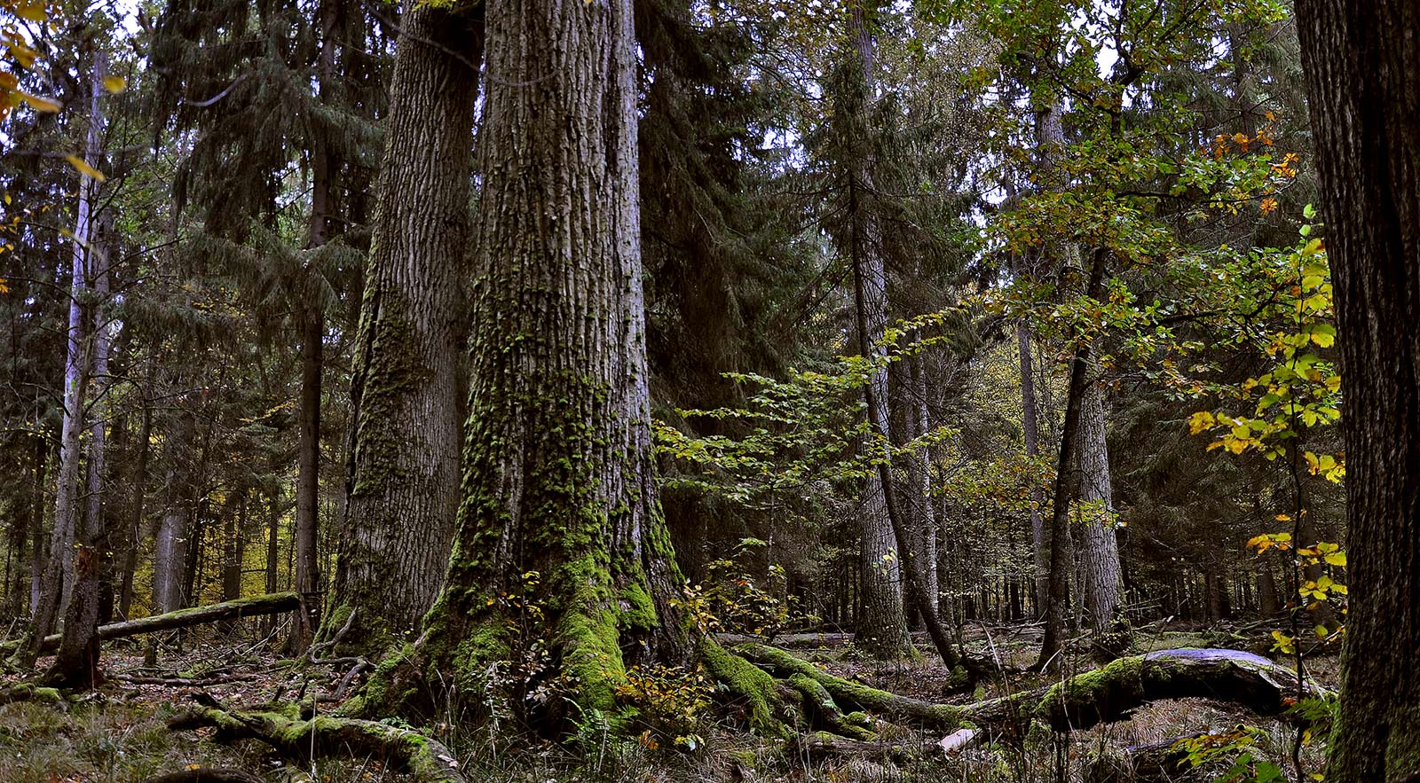 koste Pelmel Energize What's Up in Białowieża Forest? - Patagonia