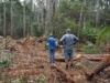 Renowned Australian environmentalist, Dr. Bob Brown inspects a clear-felled section of Tasmania’s Lapoinya forest shortly before being arrested in January 2016. Photo: Bob Brown Foundation