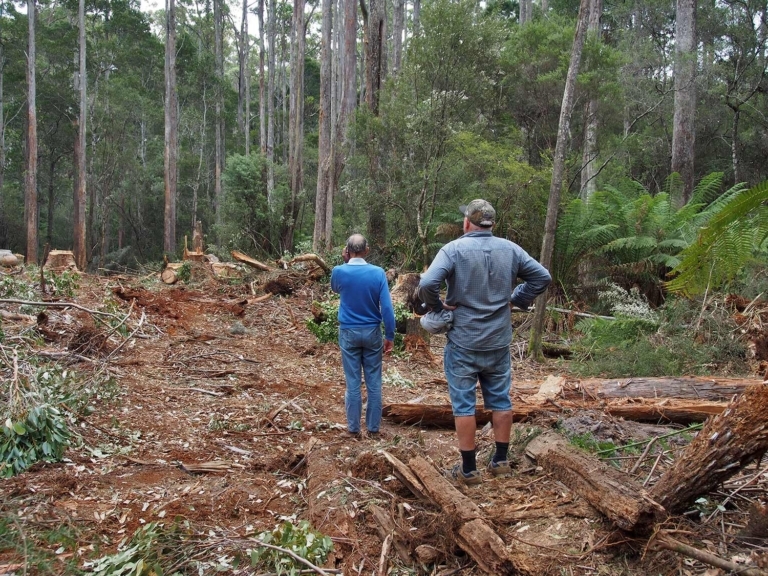 Renowned Australian environmentalist, Dr. Bob Brown inspects a clear-felled section of Tasmania’s Lapoinya forest shortly before being arrested in January 2016. Photo: Bob Brown Foundation