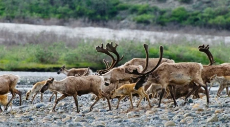 Members of the Porcupine caribou herd crossing the Hulahula River in the Arctic Refuge. Caribou travel in groups and migrate at different times: Pregnant females, some yearlings and barren cows are the first to travel north toward the coastal plain, followed by males and the rest of the juveniles. Photo: Florian Schulz